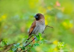 1亿像素生态摄影的魅力 富士GFX100 II相机+GF500mmF5.6镜头拍鸟体验