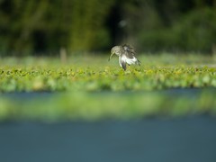 富士GFX100 II+GF500mm F5.6：感受中画幅相机生态摄影魅力