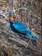 高画质、快对焦的中画幅生态神器 富士GFX100 II+GF500mm定焦镜头