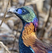 高画质、快对焦的中画幅生态神器 富士GFX100 II+GF500mm定焦镜头