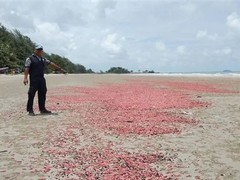 泰国罗勇府海滩现百万粉红疣海参搁浅，专家警示勿触碰以防失明