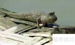 跳跳鱼养殖全攻略