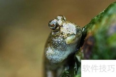跳跳鱼养殖全攻略