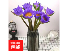 广州直送睡莲鲜花10枝，券后12.99元，满减优惠来袭