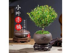 京东小叶赤楠老桩盆栽，10.9元带回家