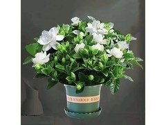 栀子花盆栽10.9元抢