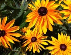 从iPhone 4暴涨80倍说开去 为何我们更爱老手机拍的老照片