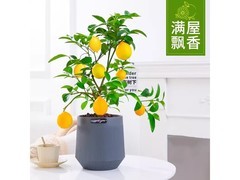 四季柠檬树苗盆栽，京东10.9元速抢！