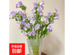 云南鲜花风铃花，原价14.9元，用券9.9元包邮到家！