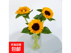 云南直发3枝黑心向日葵，原价16.9元，券后11.9元！