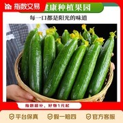 山东水果黄瓜5斤带箱仅11.99元，现摘当水果生吃！