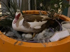 美得州自动驾驶车碾压奥斯汀网红鸭，Avride启动技术升级