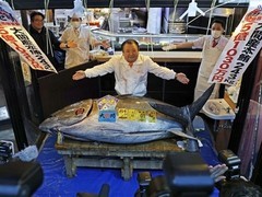 2026年首拍：青森蓝鳍金枪鱼5.1亿日元成交创历史新高