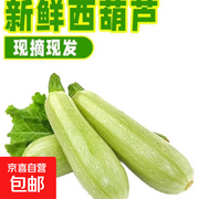 山东新鲜西葫芦特惠！3.9元1斤现摘现发