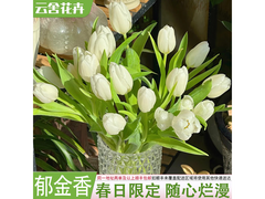 云舍花卉京东基地郁金香9.9元来袭