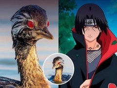 智利现写轮眼白耳鸊鷉，血红虹膜带勾玉纹路引热议