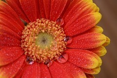 从容应对多元场景影像表达 尼克尔 Z 24-105mm f/4-7.1轻量化便携镜头发布