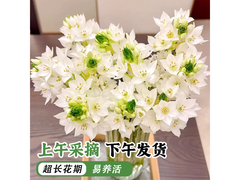 云南直发鲜切花，京东低至12.99元