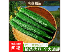 现摘带刺新鲜黄瓜1斤装活动到手价仅3.99元