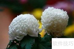 公墓祭品被盗应对策略