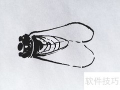 蝉的绘画技法解析