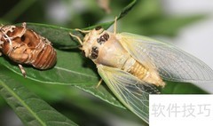 蝉的特征解析