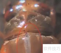 蝉宝宝蜕变全过程揭秘