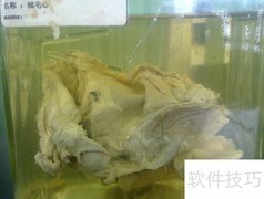 绒毛心名词解释