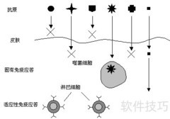 女性免疫系统更强？原因揭秘