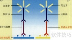 女性免疫系统更强？原因揭秘
