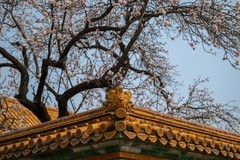 中长焦大三元镜头推荐：尼康尼克尔 Z 70 - 200mm f/2.8 VR S II解析