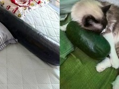 冬瓜搭子走红夏日纳凉新风潮，整瓜销量激增引科学与健康热议