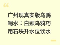 广州现真实版乌鸦喝水：白颈乌鸦巧用石块升水位饮水