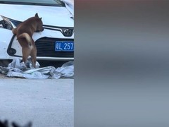 狗啃丰田卡罗拉视频爆红，百万转发背后的真相成谜