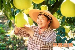 京东京喜宣布包销平和蜜柚2000万斤 产地直采 同品质价格低20%