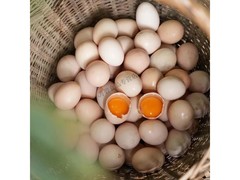 正宗农家散养虫草土鸡蛋，满减优惠，券后 11 元 50 枚