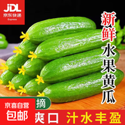 山东新鲜水果黄瓜1斤尝鲜装，仅4.98元！