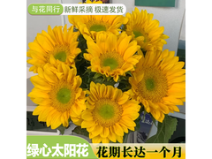 绿心向日葵鲜切花11.99元