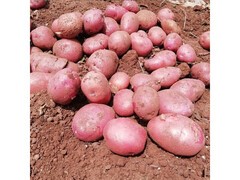 牛爱鲜云南新鲜土豆，满减后26.9元5斤！