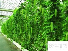 苦瓜营养成分解析
