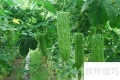 苦瓜营养成分解析