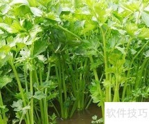 芹菜营养成分解析