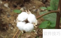 棉花是长在树上还是地上？