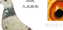凡龙与凡龙银影对比解析