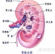 读懂肾脏肿瘤CT技巧
