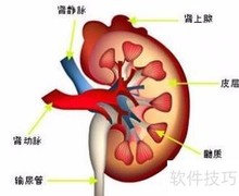 读懂肾脏肿瘤CT技巧