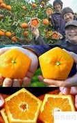五角橙种植揭秘