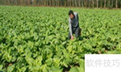 云龙菜种植技巧