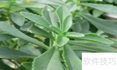 云龙菜种植技巧