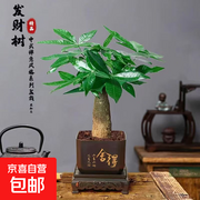 原价7.99元发财树盆栽，用券仅5.99元，速抢！